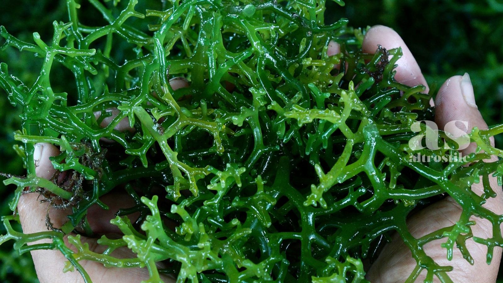 AS &bull; Alghe; Supercibo per la Salute (Anche se Non Ami il Sushi)