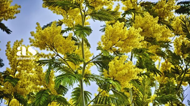 AS • Salute e Benessere Mimosa AltroStile Salute E Benessere