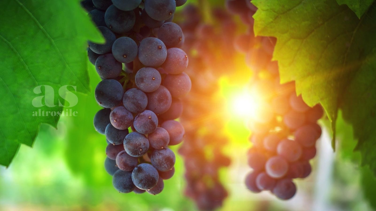 AS • L'Uva; elisir di longevità. 7 segreti che potresti non conoscere AS • L'Uva; elisir di longevità. 7 segreti che potresti non conoscere