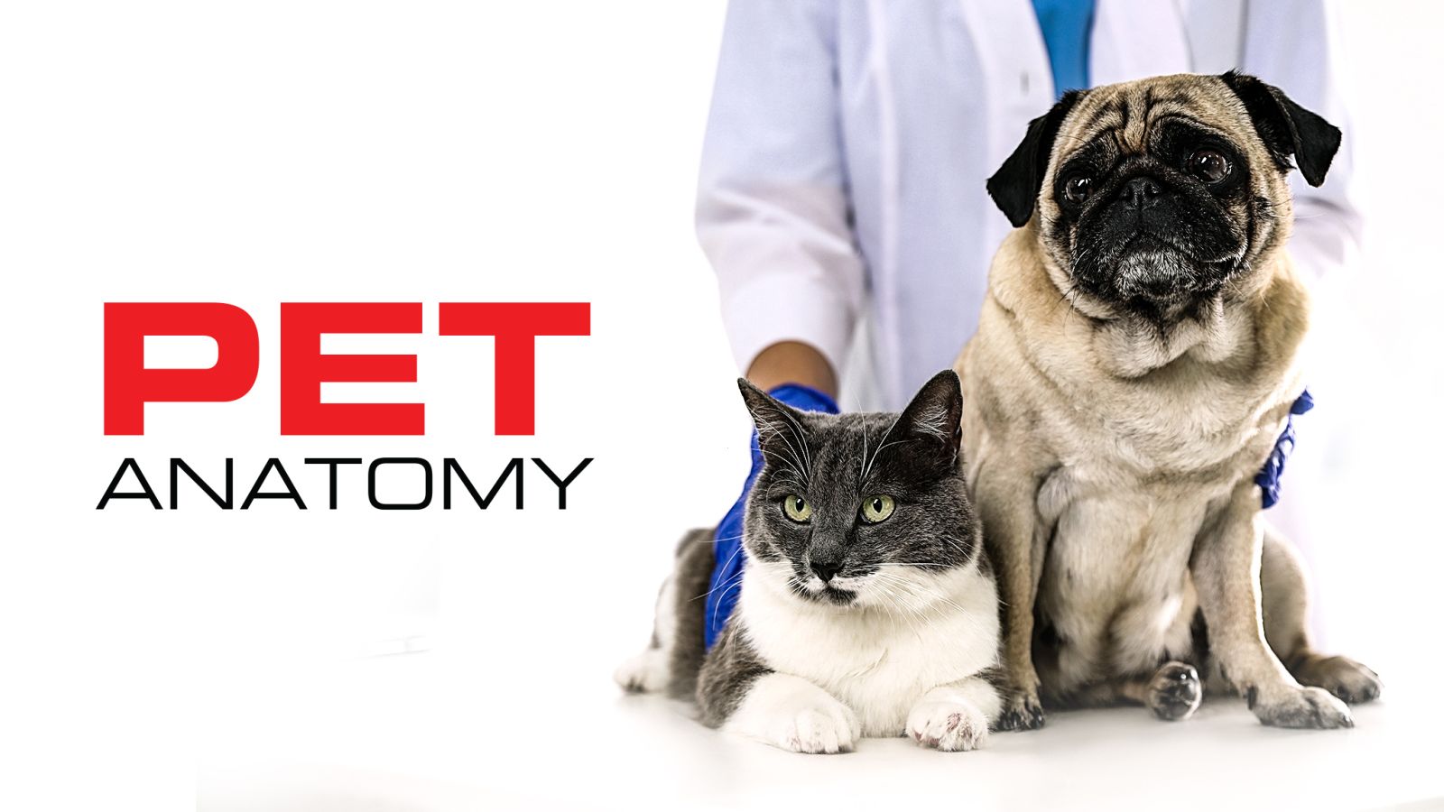 AS • Pet Anatomy: dove l’amore cura e il dolore unisce AS • Pet Anatomy: dove l’amore cura e il dolore unisce