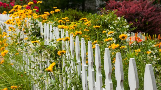 AS &bull; Bicarbonato in giardino: 5 strategie per piante perfette (senza usare la chimica)