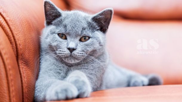 AS • Animali AS • Animali