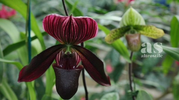 AS &bull; Bicarbonato in giardino: 5 strategie per piante perfette (senza usare la chimica)