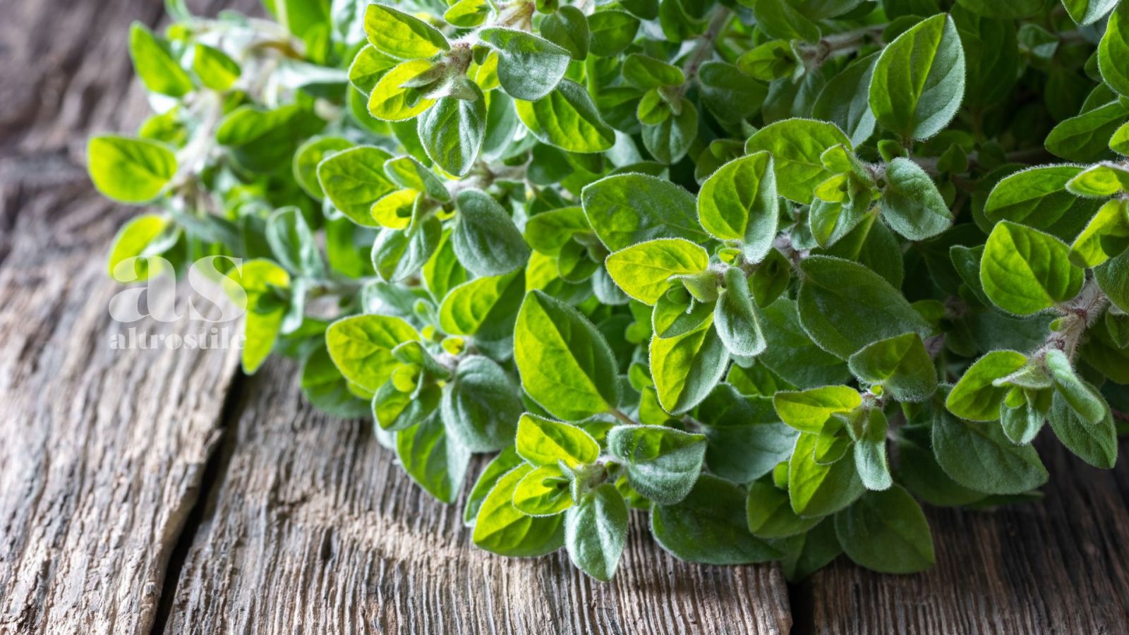 AS • Olio essenziale di Origano: Segreto Millenario per il Benessere AS • Olio essenziale di Origano: Segreto Millenario per il Benessere