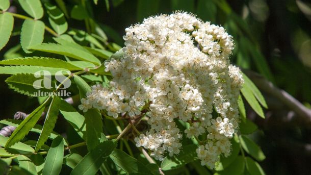 AS • Salute e Benessere AS • Salute e Benessere