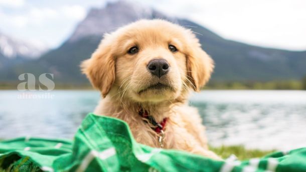 AS • Animali AS • Animali