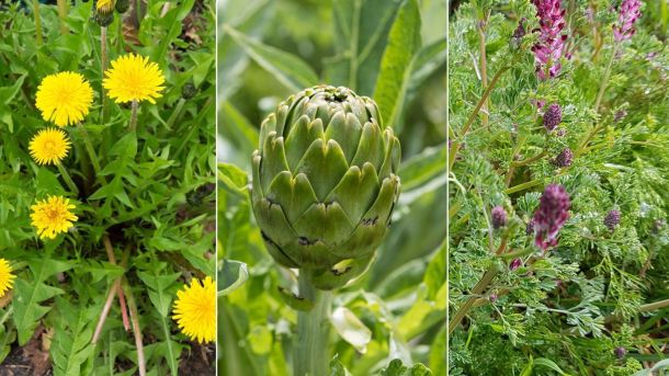 AS • Salute e Benessere Depurazione AltroStile Salute E Benessere