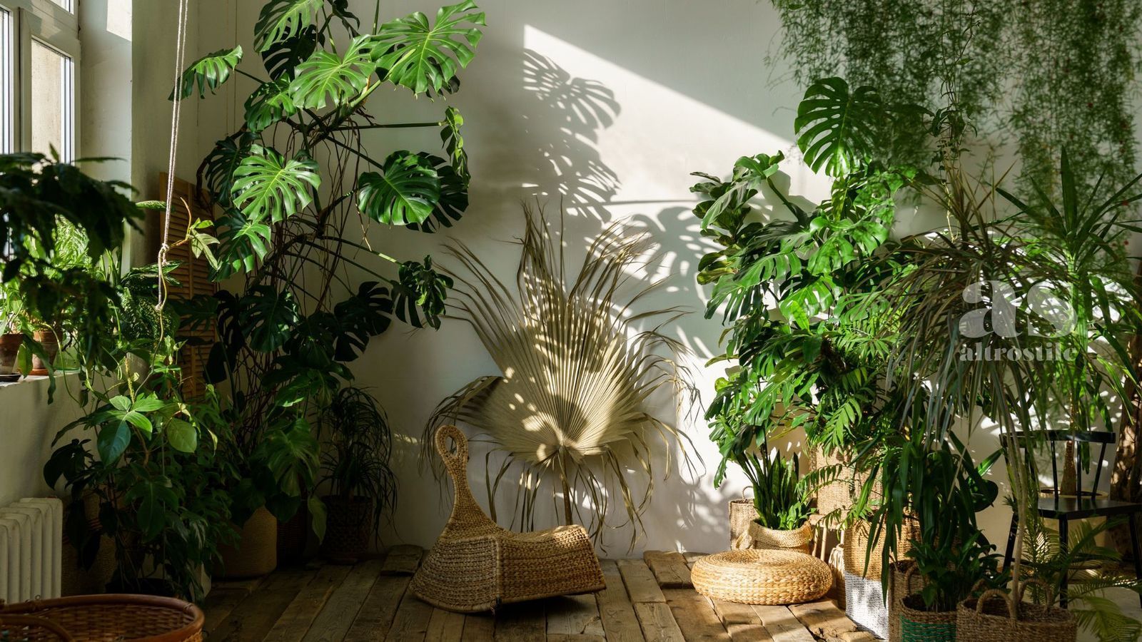 Piante Da Appartamento AltroStile Salute E Benessere