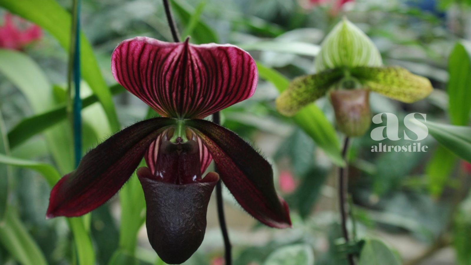 AS • Orchidee; come mantenerle vive e prospere secondo gli esperti AS • Orchidee; come mantenerle vive e prospere secondo gli esperti