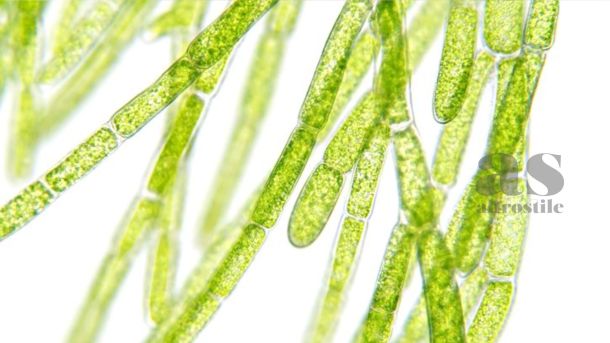 AS • Salute e Benessere AS • Salute e Benessere