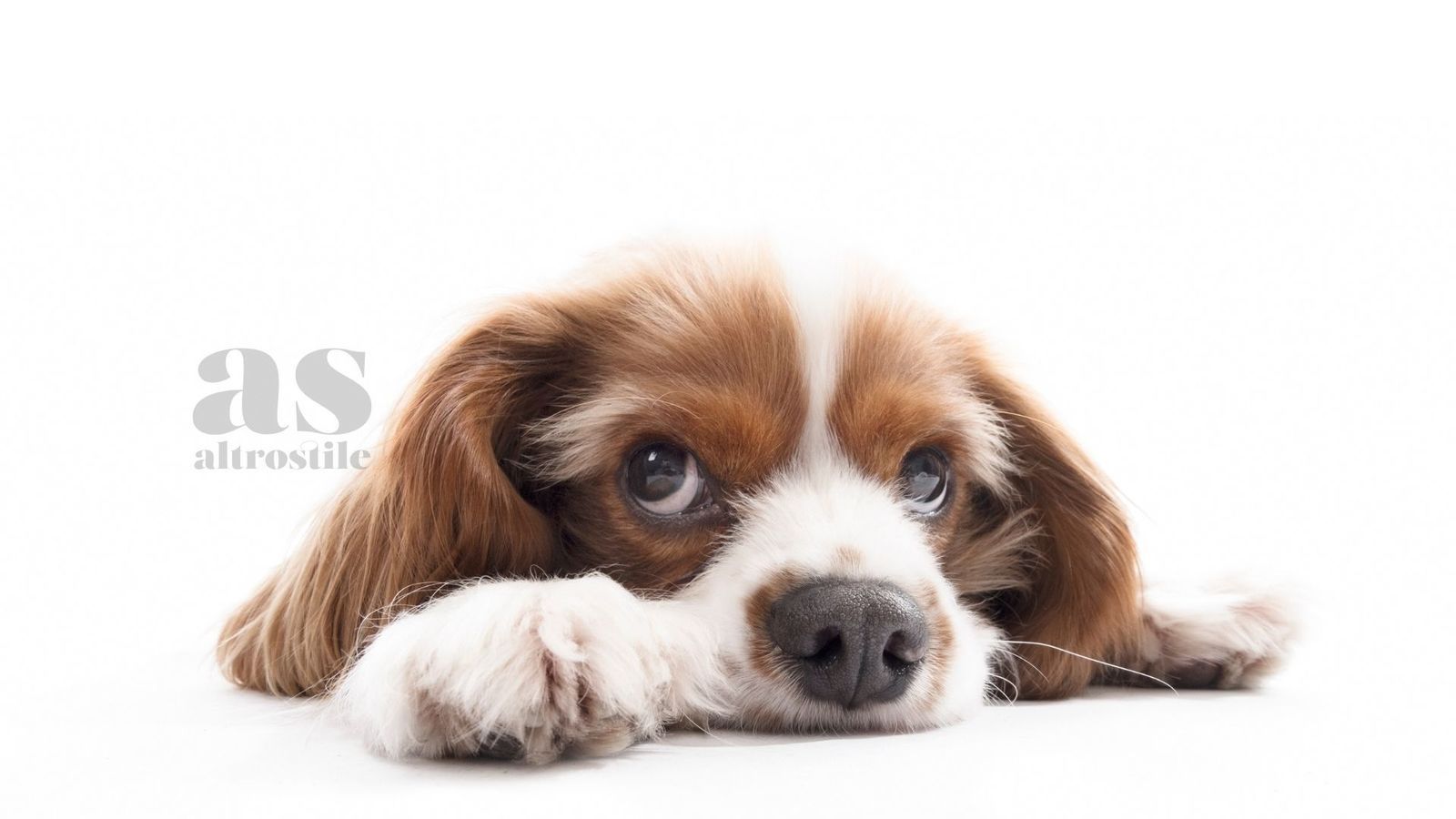 AS • DNA canino: tracciate origini evolutive dei nostri amici cani AS • DNA canino: tracciate origini evolutive dei nostri amici cani