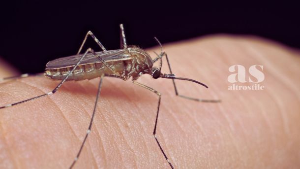 AS • Salute e Benessere West Nile Virus 2025