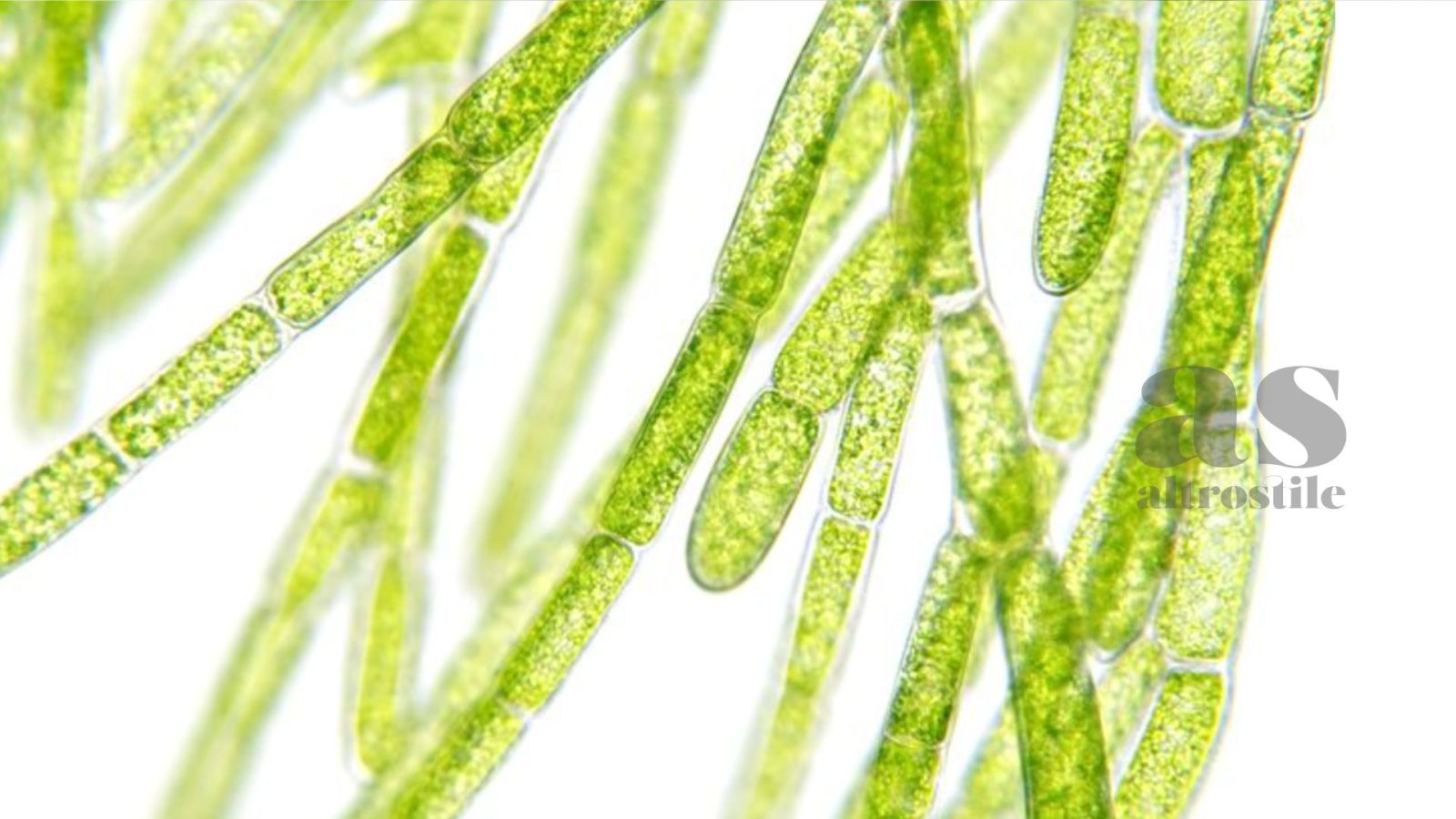 AS • Omega-3: perchè ti servono? Guida ai benefici e alla integrazione, anche algale AS • Omega-3: perchè ti servono? Guida ai benefici e alla integrazione, anche algale