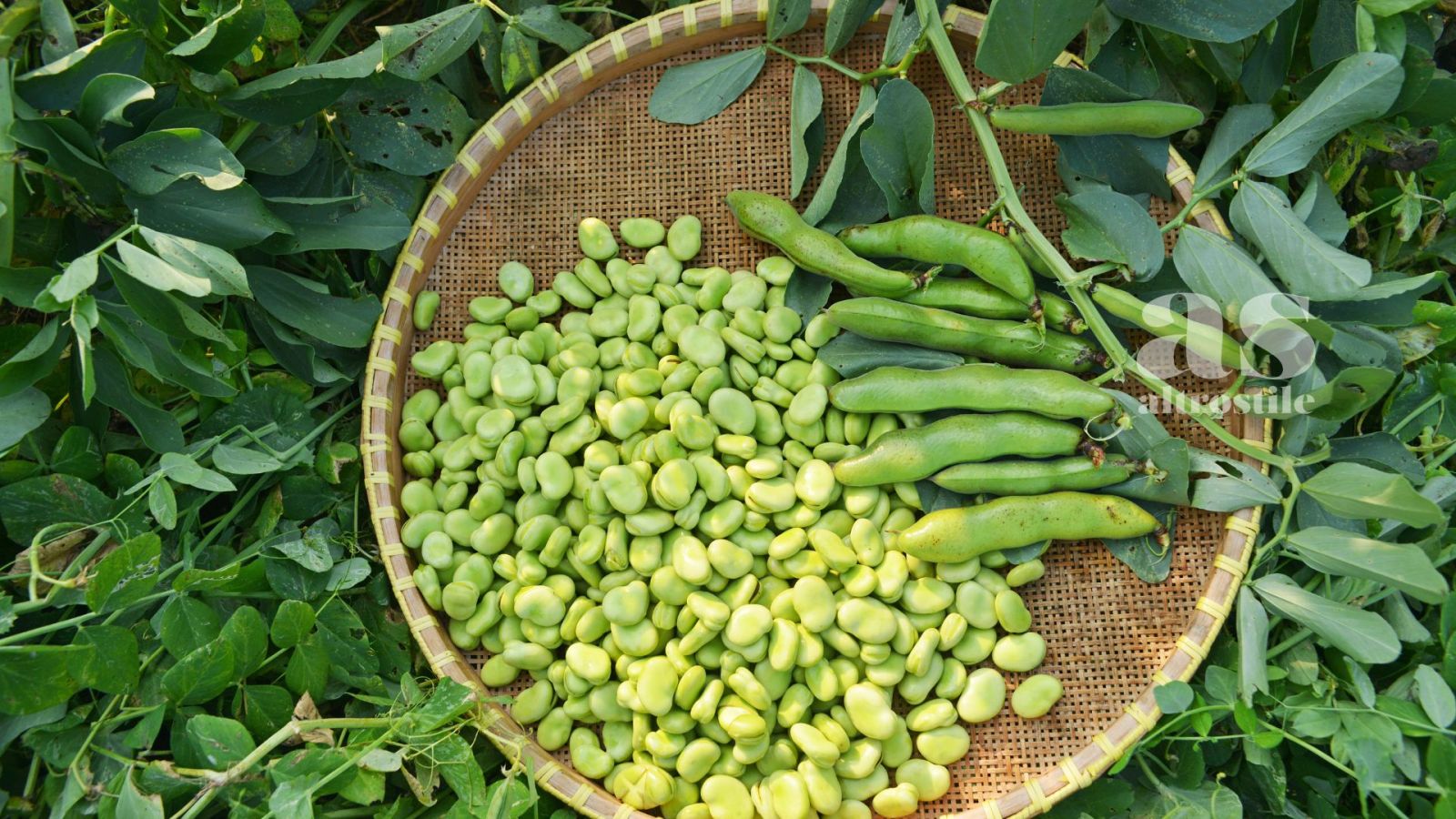 AS • Fave: legume antico, moderno alleato per salute e terra AS • Fave: legume antico, moderno alleato per salute e terra