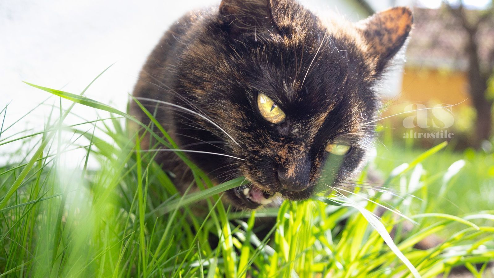 AS • Cure e rimedi naturali per cani e gatti Cure E Rimedi AltroStile Salute E Benessere