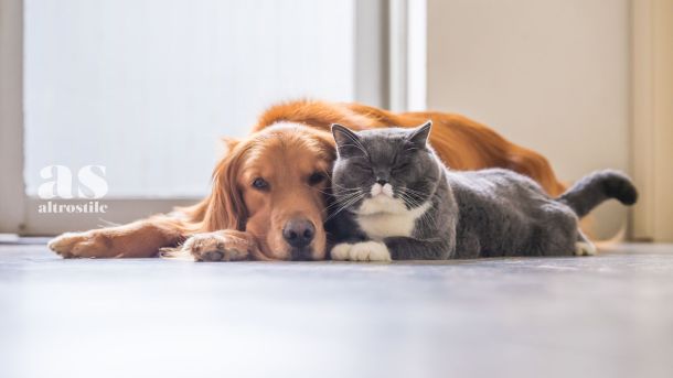 AS &bull; 5 motivi per avere un cane o un gatto
