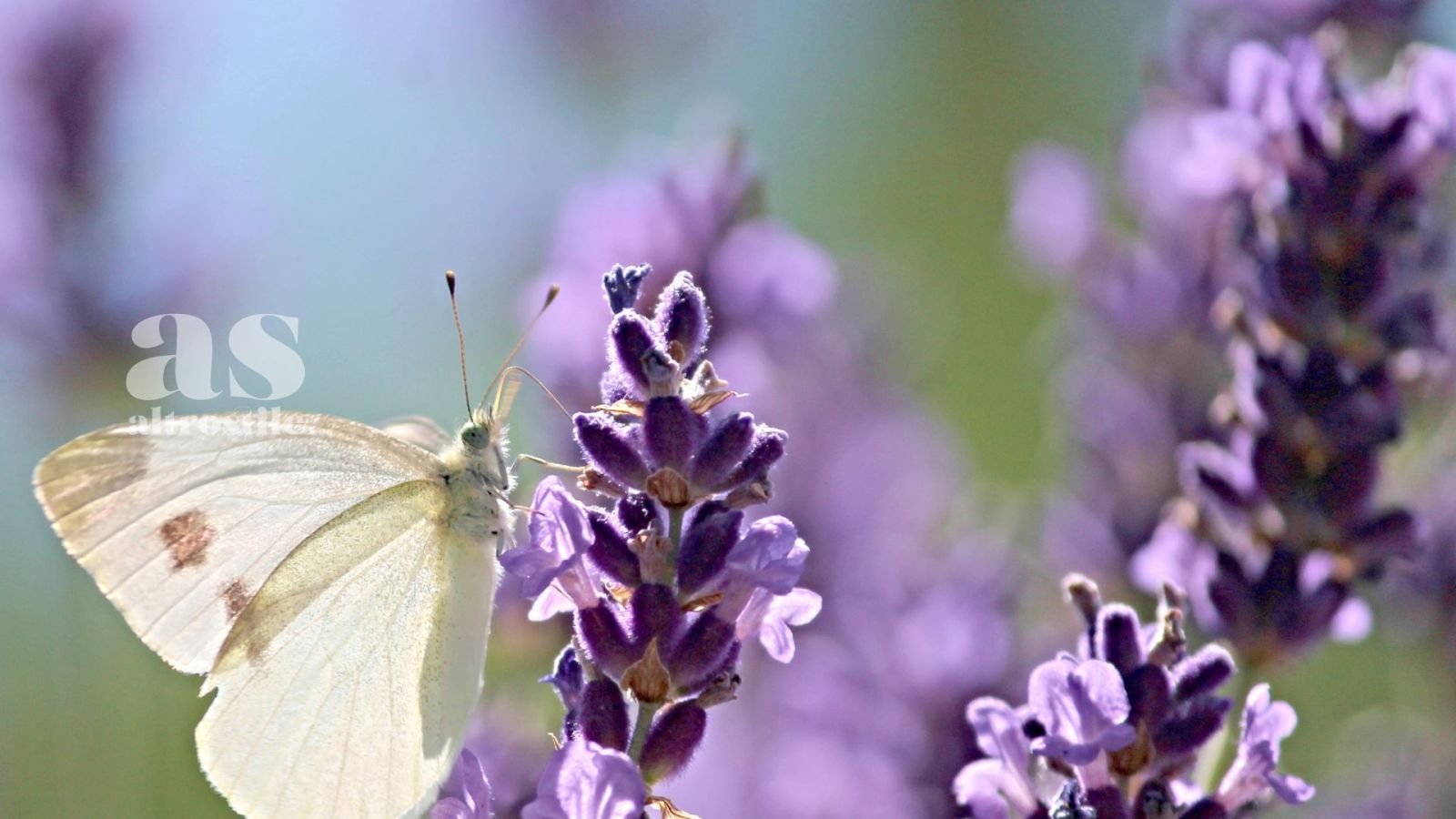 AS &bull; Olio Essenziale di Lavanda: 10 usi per salute e benessere