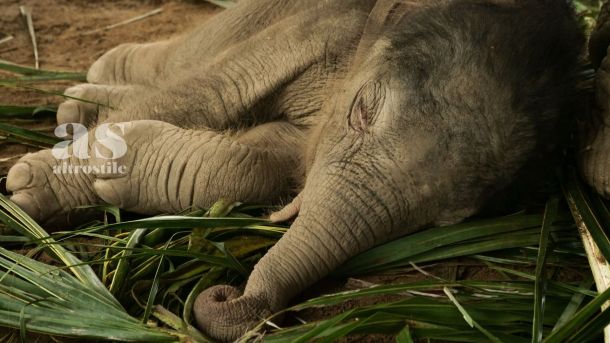 AS &bull; Bambini e rispetto per gli animali: guida etica per un futuro pi&ugrave; empatico