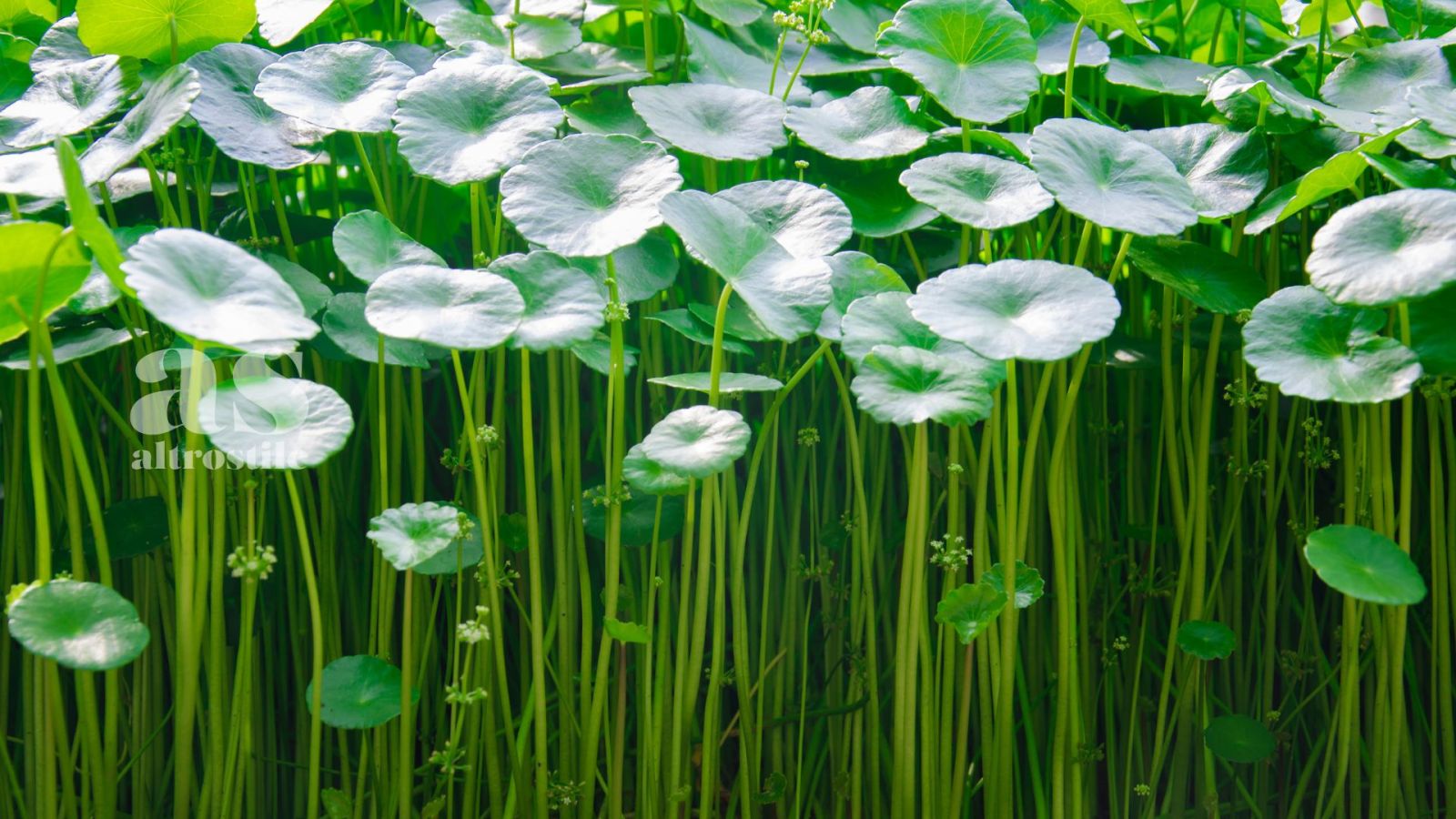 AS &bull; Centella Asiatica: Segreto di Bellezza e Salute