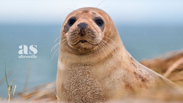 AS &bull; Foche malate a causa della plastica