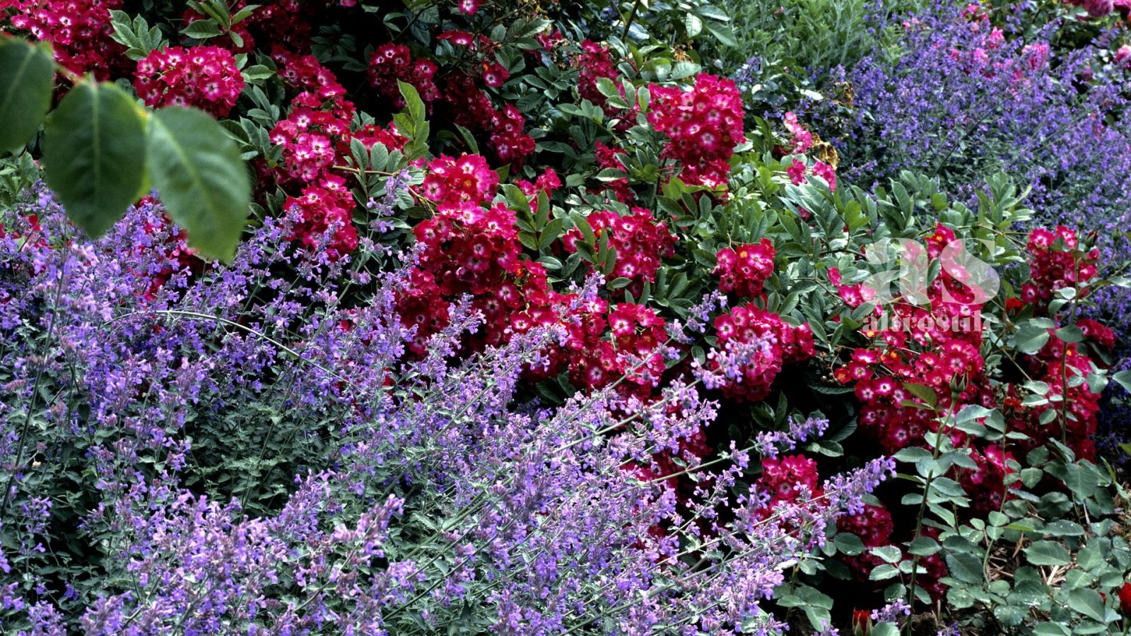 AS • Rose e Biodiversità: le 6 Migliori Piante Amiche per un Giardino in Salute AS • Rose e Biodiversità: le 6 Migliori Piante Amiche per un Giardino in Salute