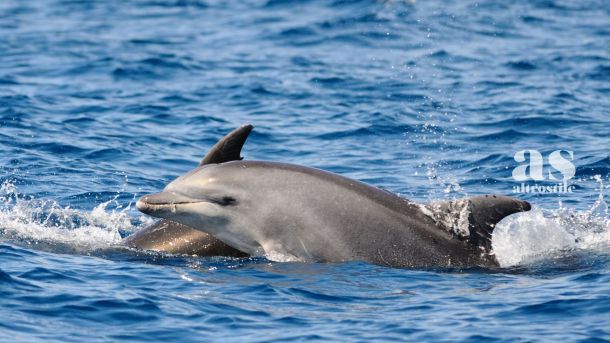 AS &bull; Infezioni batteriche e cambiamento climatico