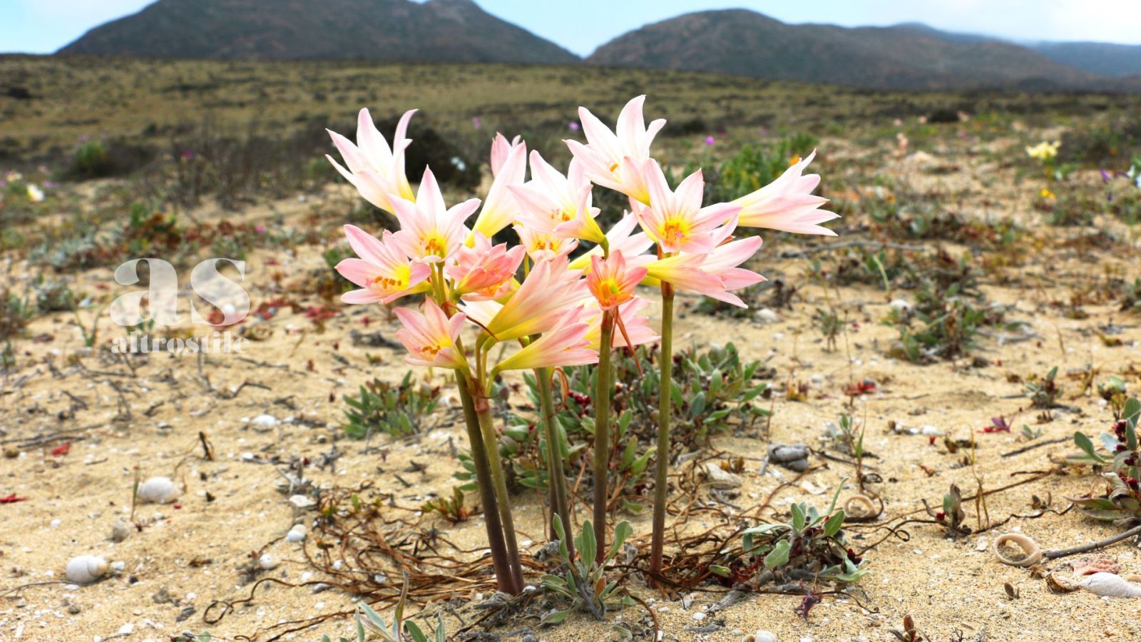 AS &bull; Resilienza: 6 Pratiche per Rafforzare la Forza Mentale